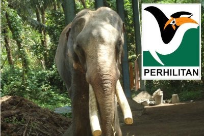 Gading Kelat dipotong dilakukan sebagai langkah pengimbangan (balancing) selepas mengalami kerosakan di sebelah kiri. - Gambar hiasan