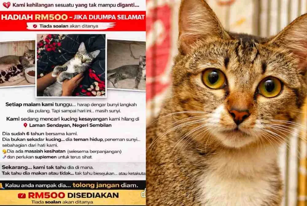 Devika tawar ganjaran RM500 kepada sesiapa yang menjumpai Oci dalam keadaan selamat.