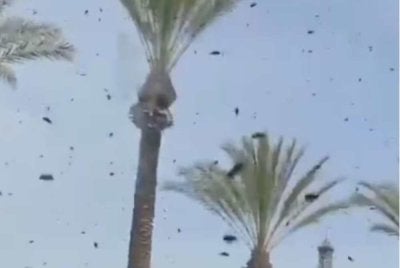 Kawanan lebah lazimnya akan mencari tempat seperti batang pokok atau gua di habitat semula jadi.- Agensi