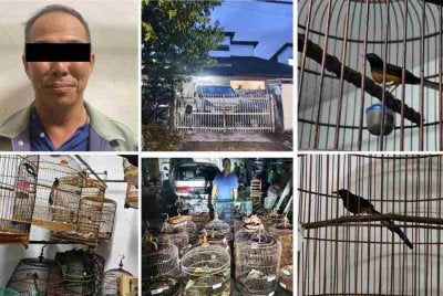 Seorang lelaki tempatan ditahan dipercayai memelihara 16 ekor burung murai batu tanpa lesen sah di rumahnya di Serene Park, Johor Bahru.
