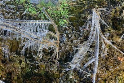 Ais ditemukan terbentuk di Sub Stesen Panalaban, Gunung Kinabalu dalam kawasan Taman Kinabalu, Kundasang, Ranau.