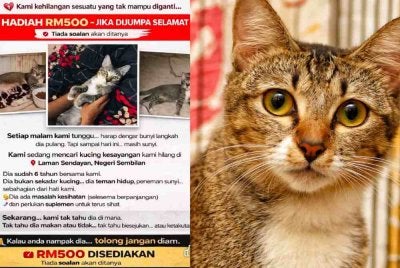 Devika tawar ganjaran RM500 kepada sesiapa yang menjumpai Oci dalam keadaan selamat.