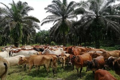 Subsektor tanaman dan ternakan muncul sebagai penyumbang utama pendapatan sektor pertanian di Perak dengan nilai keseluruhan masing-masing RM9.34 bilion dan RM4.76 bilion pada tahun 2023. Gambar hiasan