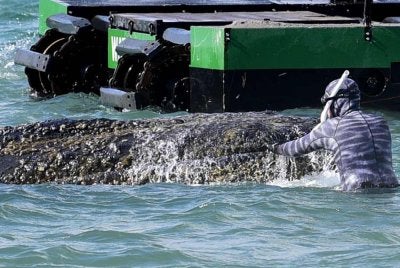 Seorang ahli biologi marin, Robert Marc Lehmann sedang mengendalikan seekor paus yang terdampar di Laut Baltik. 