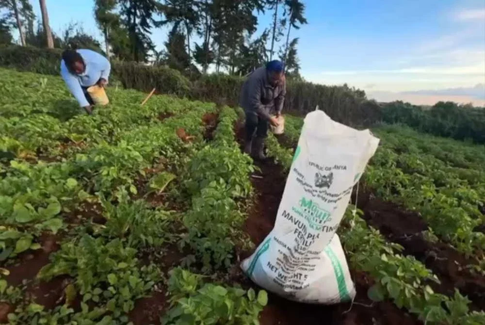 Golongan petani di seluruh dunia kini berdepan masalah krisis kekurangan baja yang dikhuatiri menjejaskan hasil tanaman. Foto Agensi