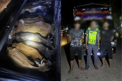 Dua lelaki yang didakwa menerima upah RM70 dicekup bersama 13 ekor lembu dipercayai diseludup dari Thailand dalam serbuan di Pasir Mas pada Ahad. - FOTO: PGA 