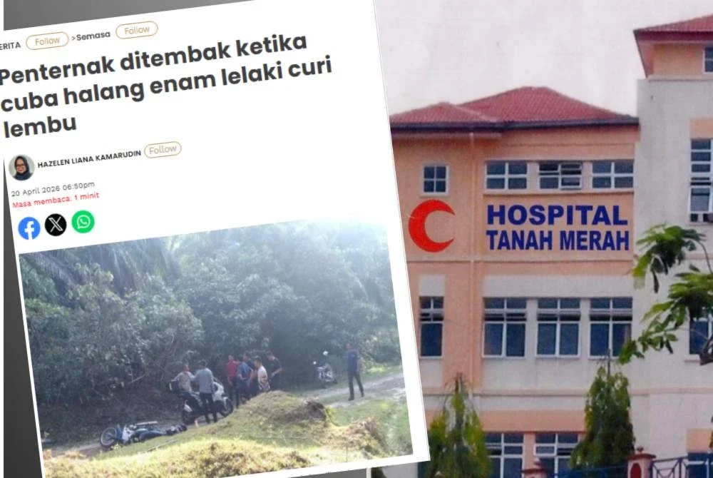 Penternak lembu yang ditembak di bahagian dagu kini berada dalam keadaan stabil namun masih dirawat di Unit Rawatan Rapi (ICU) Hospital Tanah Merah pada Selasa.