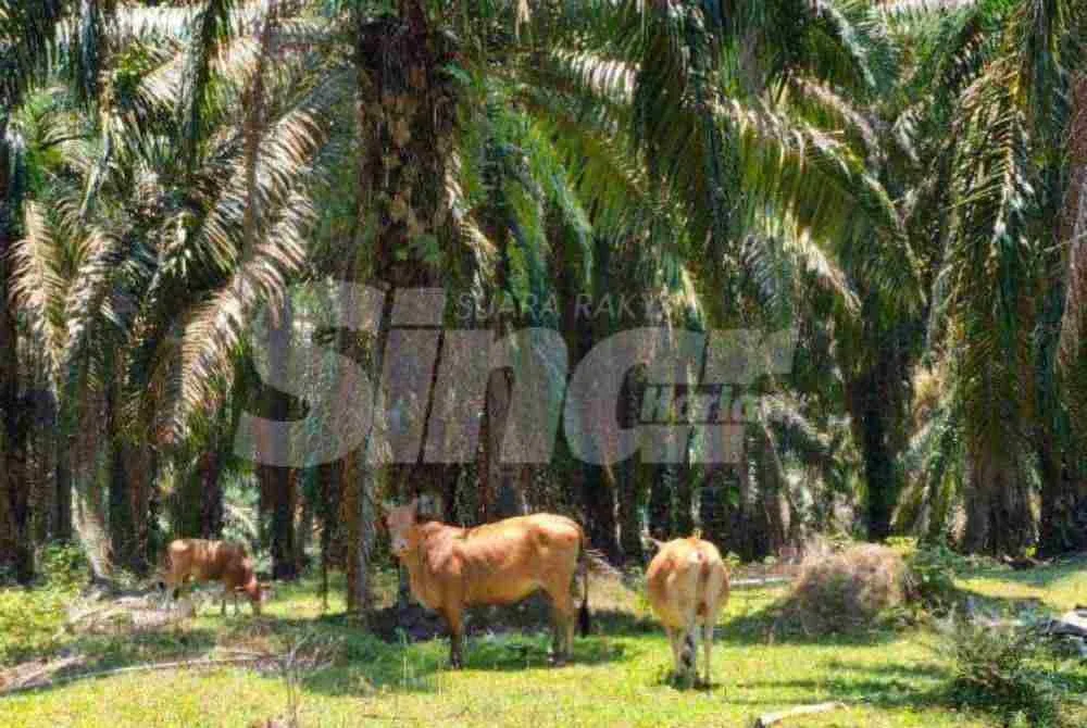 Kira-kira lebih 80 ekor lembu dilaporkan hilang dipercayai dicuri sejak tahun lalu hingga tahun ini, sekali gus menimbulkan kebimbangan dalam kalangan penternak di tanah rancangan berkenaan. Foto SINAR HARIAN/HAZELEN LIANA KAMARUDIN