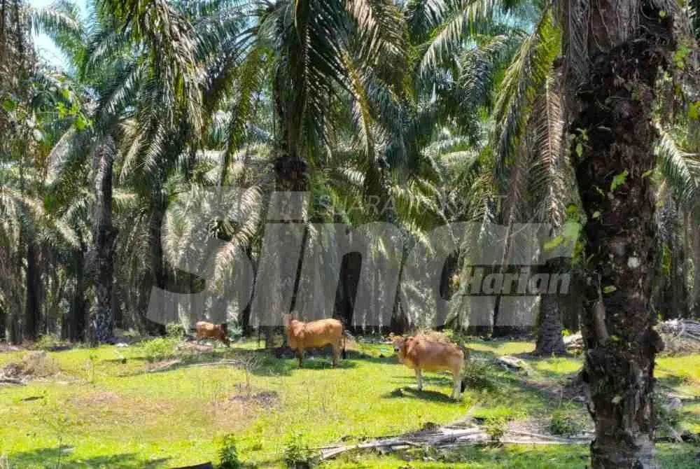 Kira-kira lebih 80 ekor lembu dilaporkan hilang dipercayai dicuri sejak tahun lalu hingga tahun ini, sekali gus menimbulkan kebimbangan dalam kalangan penternak di tanah rancangan berkenaan. Foto SINAR HARIAN/HAZELEN LIANA KAMARUDIN
