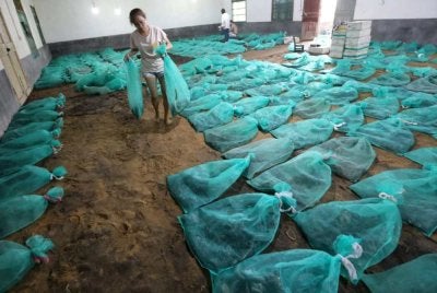 Ular diternak dalam beg dan diletakkan di atas pasir - Foto: Agensi