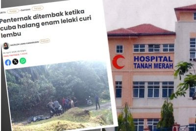 Penternak lembu yang ditembak di bahagian dagu kini berada dalam keadaan stabil namun masih dirawat di Unit Rawatan Rapi (ICU) Hospital Tanah Merah pada Selasa.