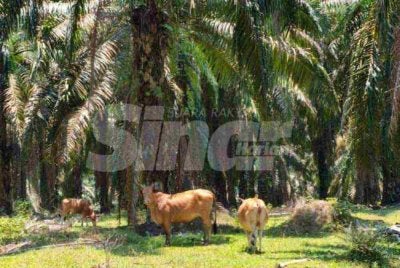 Kira-kira lebih 80 ekor lembu dilaporkan hilang dipercayai dicuri sejak tahun lalu hingga tahun ini, sekali gus menimbulkan kebimbangan dalam kalangan penternak di tanah rancangan berkenaan. Foto SINAR HARIAN/HAZELEN LIANA KAMARUDIN