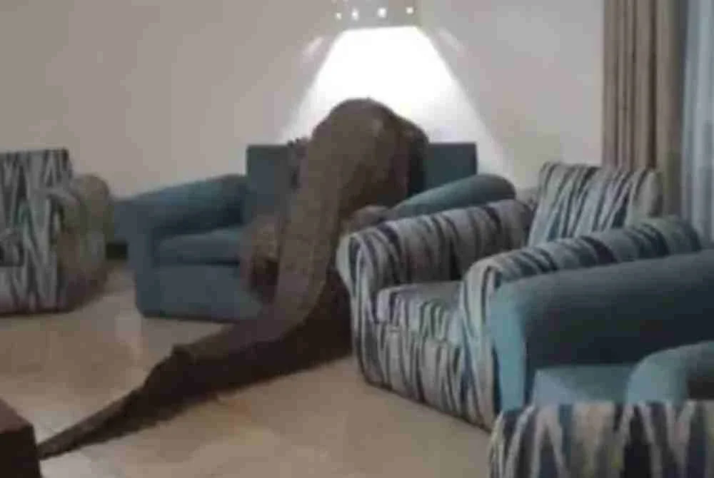 Reptilia itu sempat berehat di atas sofa sebelum ditangkap. Foto Agensi