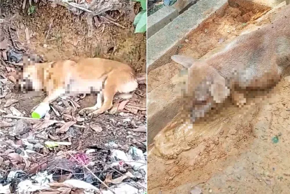 Insiden tujuh ekor anjing jalanan mati dipercayai diracun di Paloh Hinai, Pekan pada Isnin menimbulkan kebimbangan dalam kalangan pencinta haiwan.