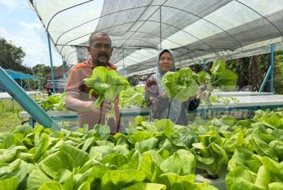 Badrul Hisyam (kiri) dan Bariah menunjukkan hasil tanaman yang diusahakan peserta e-Kasih. 