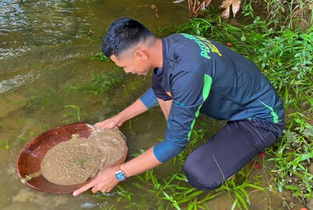 Seorang pendulang sedang memerhatikan emas yang didulang menggunakan dulang kayu merbau. Foto pembaca
