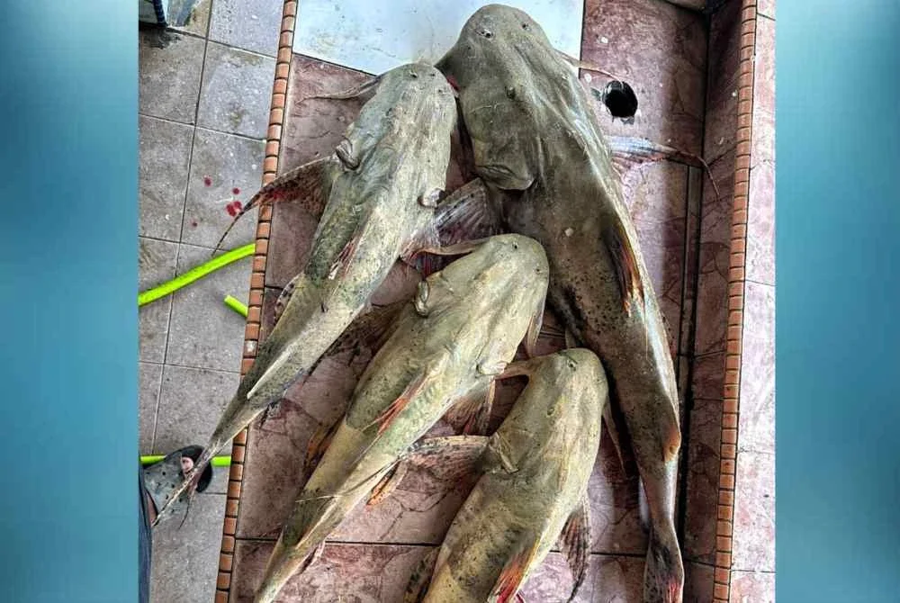 Empat ikan kenerak berjaya dinaikkan oleh Mohamad Rais ketika memancing di Sungai Jelai pada minggu lalu.