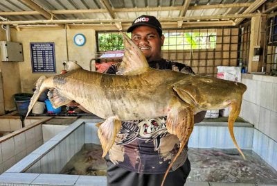 Mohamad Rais menunjukkan ikan kenerak yang berjaya dipancing di lubuk Sungai Jelai pada minggu lalu.