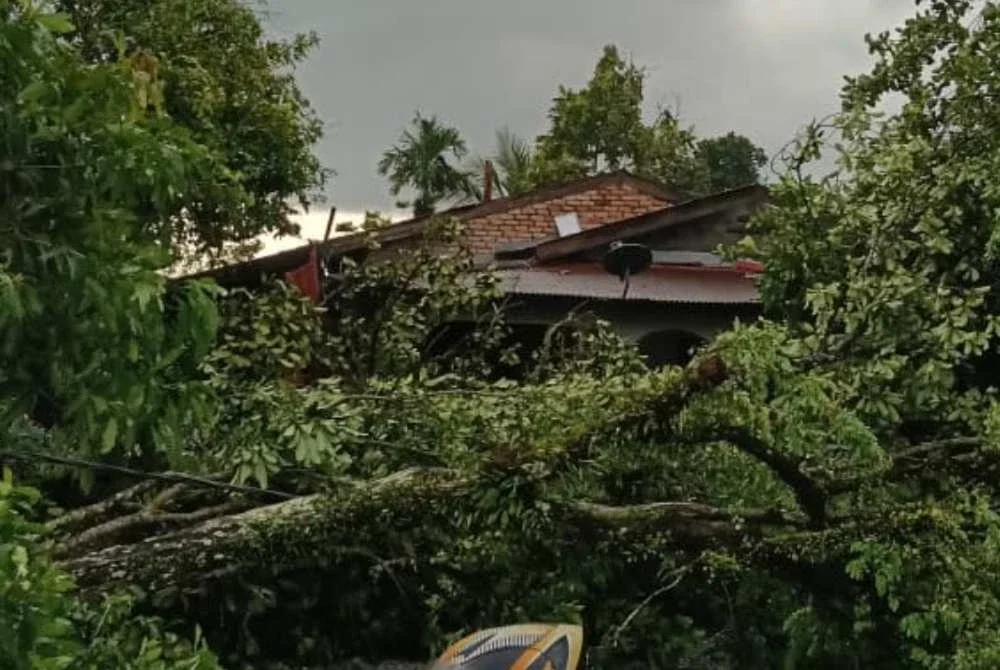 Kejadian pokok tumbang telah menghalang laluan selain mengakibatkan kerosakan kepada kediaman penduduk. Foto APM Perak