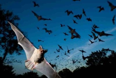 Virus itu dibawa spesies kelawar heart-nosed yang biasanya ditemui di Afrika Selatan. - Foto Agensi