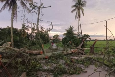 Sebanyak 10 kes pokok tumbang dilaporkan dalam tempoh 45 minit susulan hujan lebat dan ribut melibatkan beberapa lokasi di Parit 7A, Parit 7B dan Parit 9A, Sungai Manik pada Sabtu. Foto APM Perak