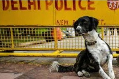 Seorang lelaki yang mengikat anjing peliharaannya di bawah matahari terik akhirnya didenda sebanyak 1,050 rupee (RM44) oleh mahkamah. Gambar Hiasan
