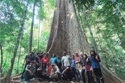 Keadaan pokok Melunak yang masih utuh di sekitar Gua Bewah, Tasik Kenyir, Hulu Terengganu. - Foto: FB Razali Idris