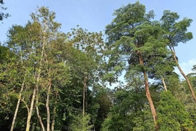 Sembilan NGO dan CBO menggesa kerajaan Perak membatalkan cadangan dua projek pembangunan ladang hutan dalam HSK Kledang Saiong di Kuala Kangsar.