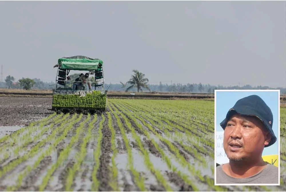 Dalam keadaan krisis tenaga global sekarang,kos mengusahakan satu hektar tanaman padi meningkat hampir RM7,000 berbanding RM5,000 hingga RM5,500 sebelum ini. Gambar kecil: Abdul Rashid