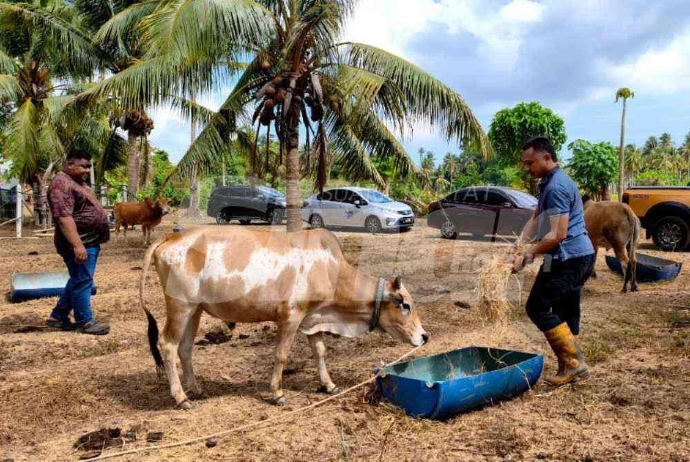 Seekor lembu jantan kacukan Kedah-Kelantan yang diberi nama Bitara dan memiliki seakan-akan kalimah ALLAH pada badannya dari Kampung Pulau Raja, Sungai Pinang, Palekbang di Tumpat menjadi rebutan 20 pembeli sehingga ada menawarkan haiwan itu sehingga mencecah RM30,000.Foto:SINAR HARIAN/ HAZELEN LIANA KAMARUDIN