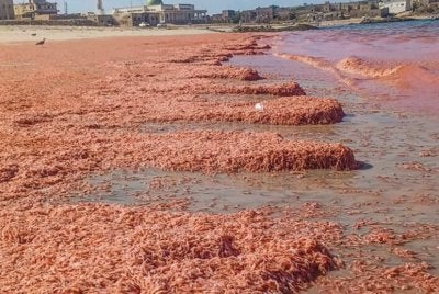 Keadaan pantai di wilayah Mirbat, Oman. Foto/ Muscat Daily.