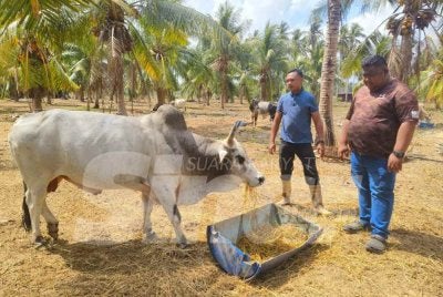 Muzakkir (kiri) dan Che Mohd Faizul terpaksa akur apabila kenaikan itu berlaku menjelang sambutan Aidiladha yang berbaki kira-kira sebulan lagi apabila penternak terpaksa menanggung kos tambahan untuk mengekalkan keadaan lembu.