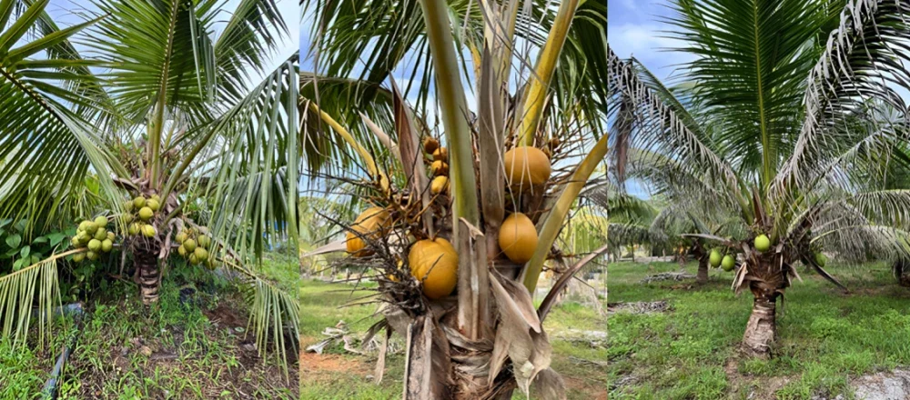 Pokok kelapa selepas penggunaan baja organik IWK dan penggalak tanaman IWK.