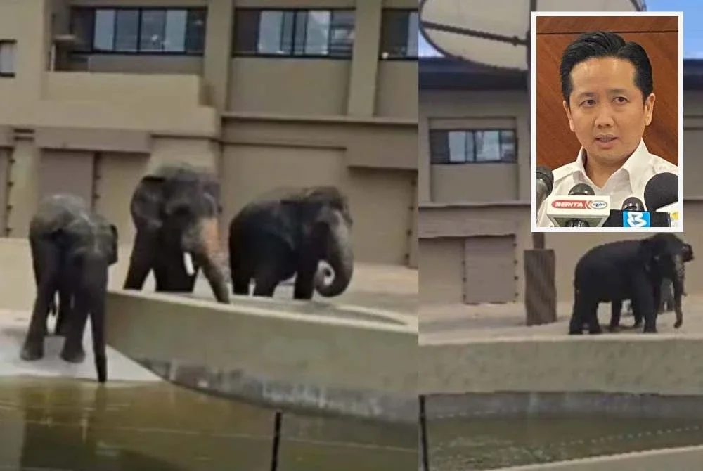 Cadangan untuk mengembalikan Dara, Amoi dan Kelat yang kini ditempatkan di Zoo Tennoji, Osaka, Jepun adalah wajar dipertimbangkan. Gambar kecil: Arthur