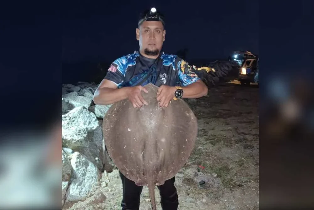 Ikan pari merupakan antara spesies yang menjadi buruan pemancing di Pantai Padang Garam.