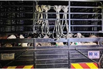 Hasil pemeriksaan ke atas kenderaan itu menemukan 100 ekor biri-biri di bahagian belakang lori. Foto ihsan PGA