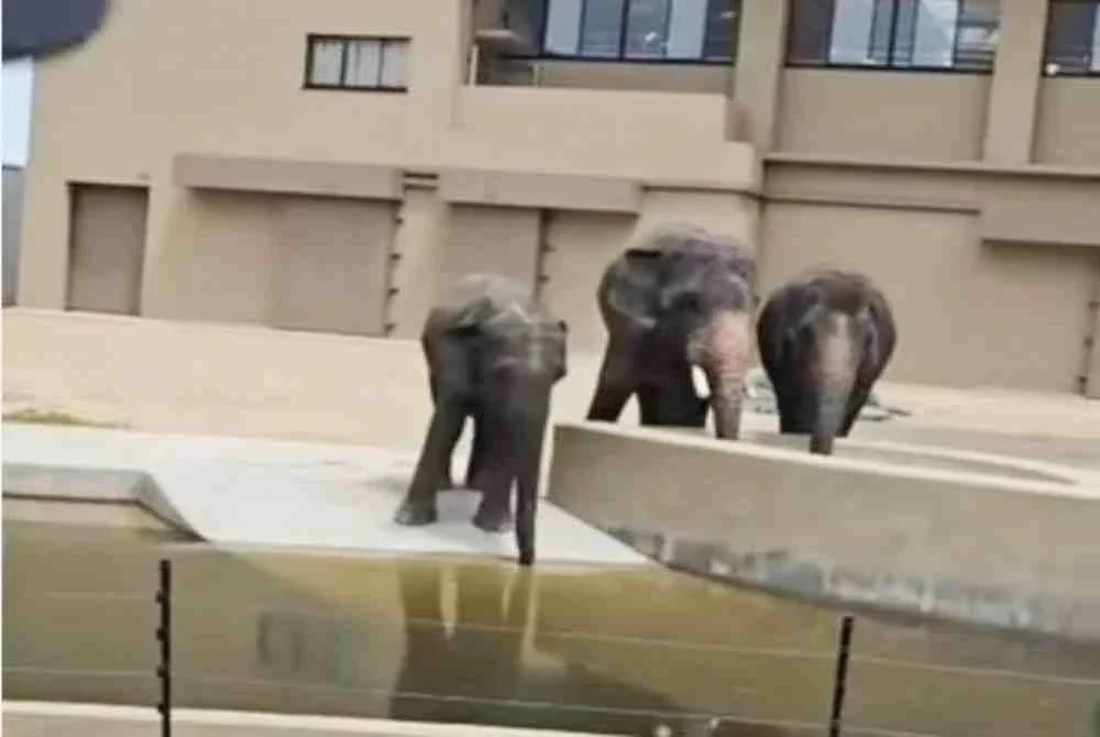 Kisah tiga gajah bernama Dara, Amoi dan Kelat cukup menyentuh hati kerana mereka kini dihantar jauh ke negara asing atas nama pemuliharaan serta kerjasama antarabangsa.