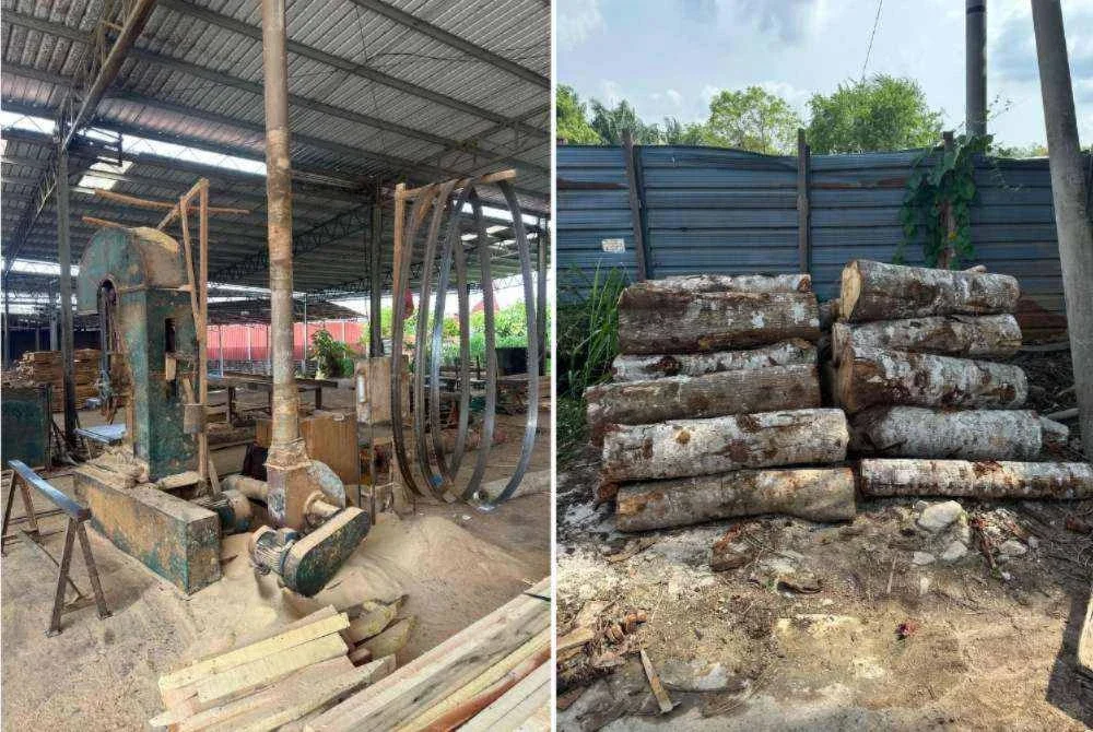Sebuah kilang proses kayu balak haram diserbu pada Rabu lalu.