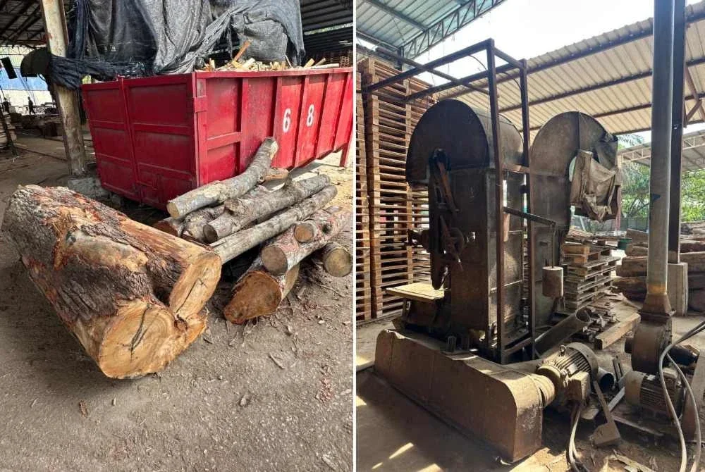 Pihak berkuasa turut merampas pelbagai mesin memotong dan memproses kayu, sejumlah kayu balak dalam serbuan berkenaan.