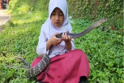 Meisa Arifa dengan tenang memegang ular berkenaan. Foto Agensi