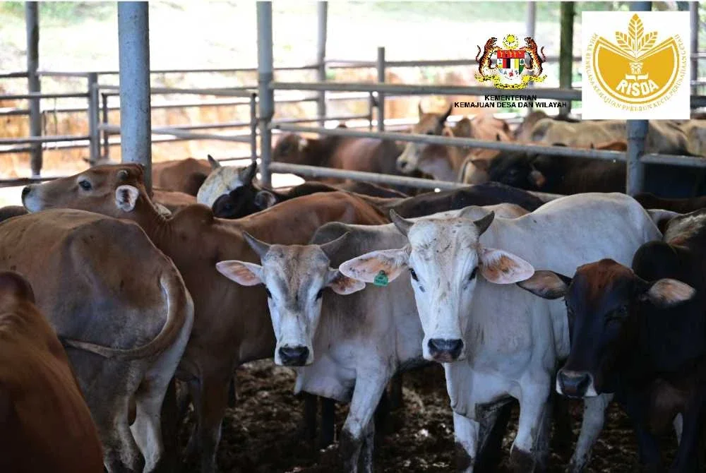 Pusat Jualan Lembu RISDA Livestock Keratong menjadi sebahagian daripada rantaian nilai ternakan dalam menyokong keterjaminan makanan negara dan pembangunan ekonomi desa.