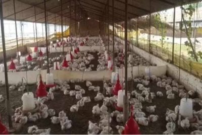 Bunyi muzik yang dimainkan DJ didakwa telah 'mencetuskan panik' di ladang ternakan ayam itu. - Foto Agensi 