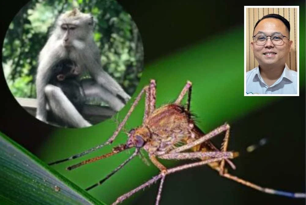 Pulau Pinang setakat ini belum merekodkan sebarang kes malaria monyet walaupun terdapat jangkitan tersebut telah dikesan di Sabah. Gambar kecil: Daniel Gooi