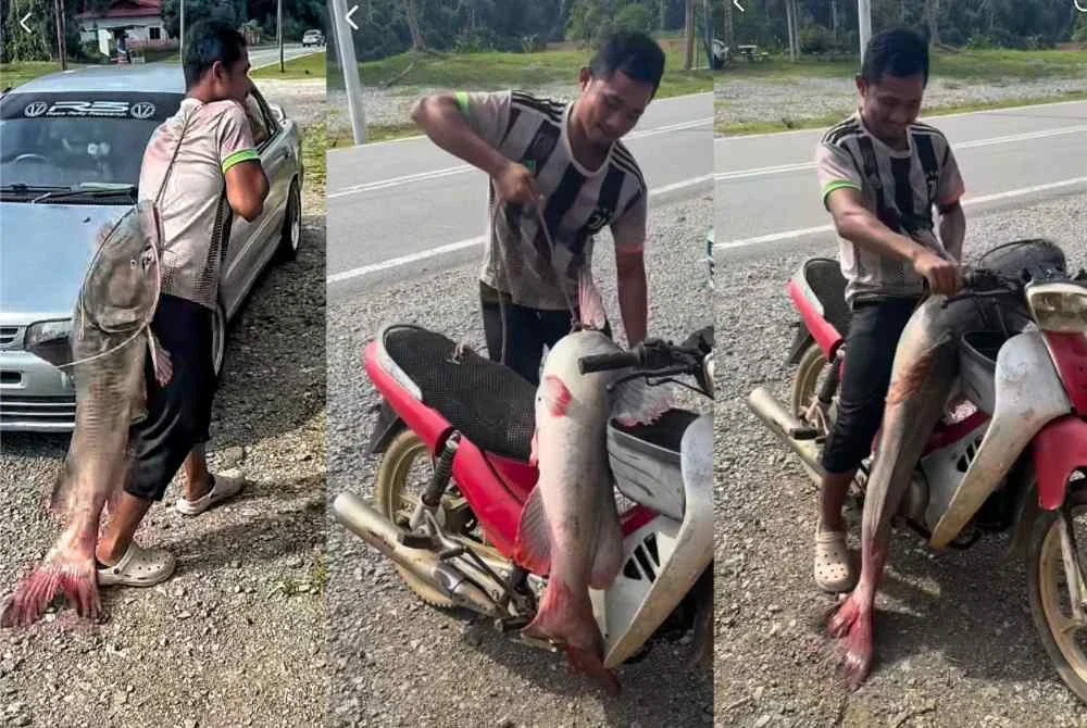 Mohamad Saiful tidak menyangka berjaya menaikan ikan baung ekor merah seberat 25 kg dari Sungai Jelai. Foto Ihsan Mohamad Saiful