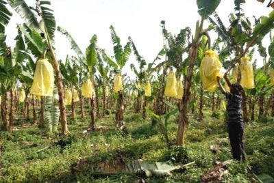 Penyebaran TR4 merentasi wilayah berbeza menimbulkan ancaman besar kepada keselamatan makanan dan mata pencarian. Foto hiasan