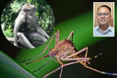 Pulau Pinang setakat ini belum merekodkan sebarang kes malaria monyet walaupun terdapat jangkitan tersebut telah dikesan di Sabah. Gambar kecil: Daniel Gooi