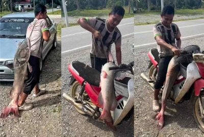 Mohamad Saiful tidak menyangka berjaya menaikan ikan baung ekor merah seberat 25 kg dari Sungai Jelai. Foto Ihsan Mohamad Saiful