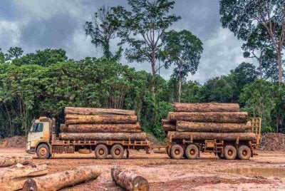 Lori balak yang terlibat dalam kes pertama pelucuthakan kenderaan melalui perbicaraan penuh di Terengganu.