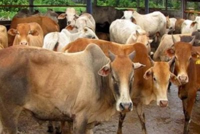 TDM mematahkan cubaan menyeludup masuk 20 ekor lembu dari Thailand yang dianggarkan bernilai RM225,000 dalam satu operasi di sempadan. Gambar hiasan