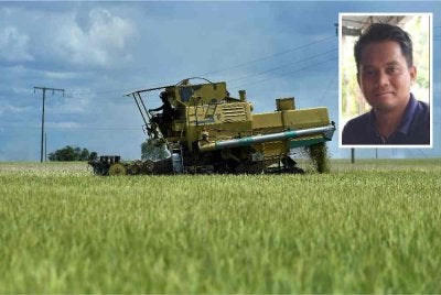 PeSAWAH sambut baik cadangan untuk menaikkan harga lantai belian padi kepada RM3,000 bagi setiap tan metrik seperti ditawarkan PN. - Foto hiasan/Bernama. Gambar kecil: Nur Fitri
